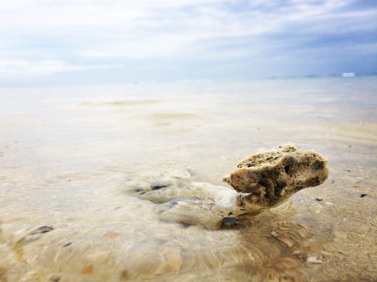 crabs, Macro HD Wallpaper Desktop Background