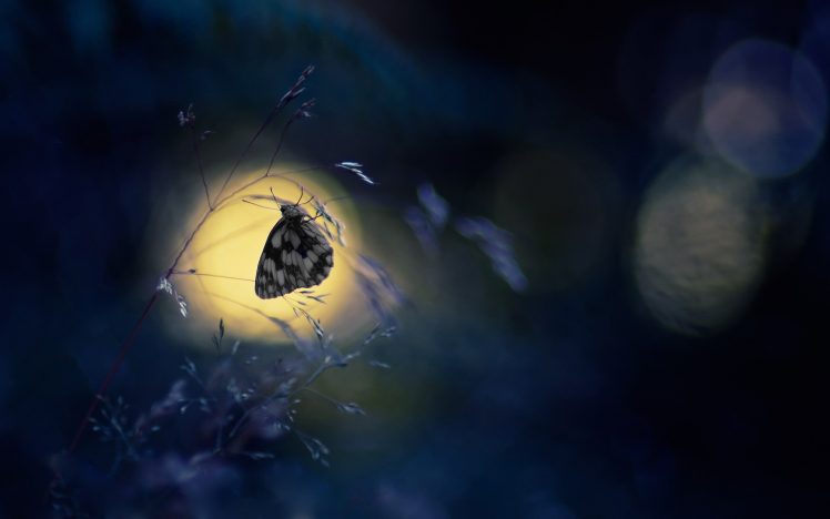 lepidoptera, Insect HD Wallpaper Desktop Background