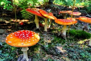 mushroom, Macro, Moss