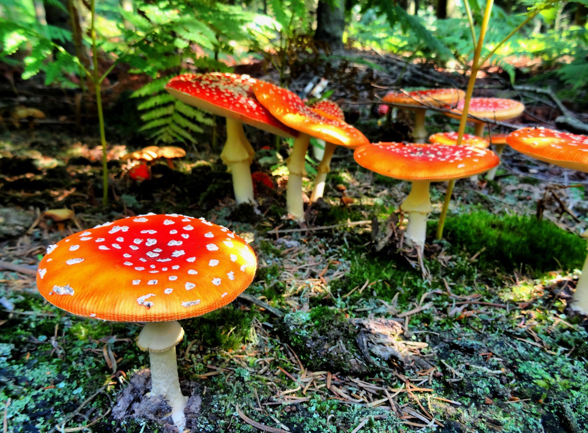 mushroom, Macro, Moss Wallpaper