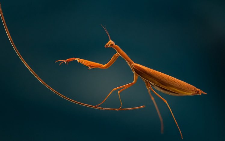macro, Mantis, Insect HD Wallpaper Desktop Background