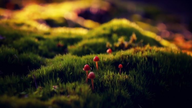 mushroom, Moss HD Wallpaper Desktop Background