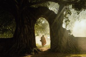 monks, Garden, Roots
