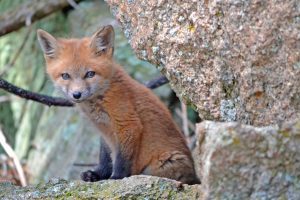 fox, Fox cubs