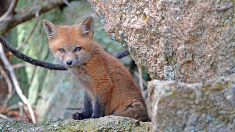 fox, Fox cubs HD Wallpaper Desktop Background