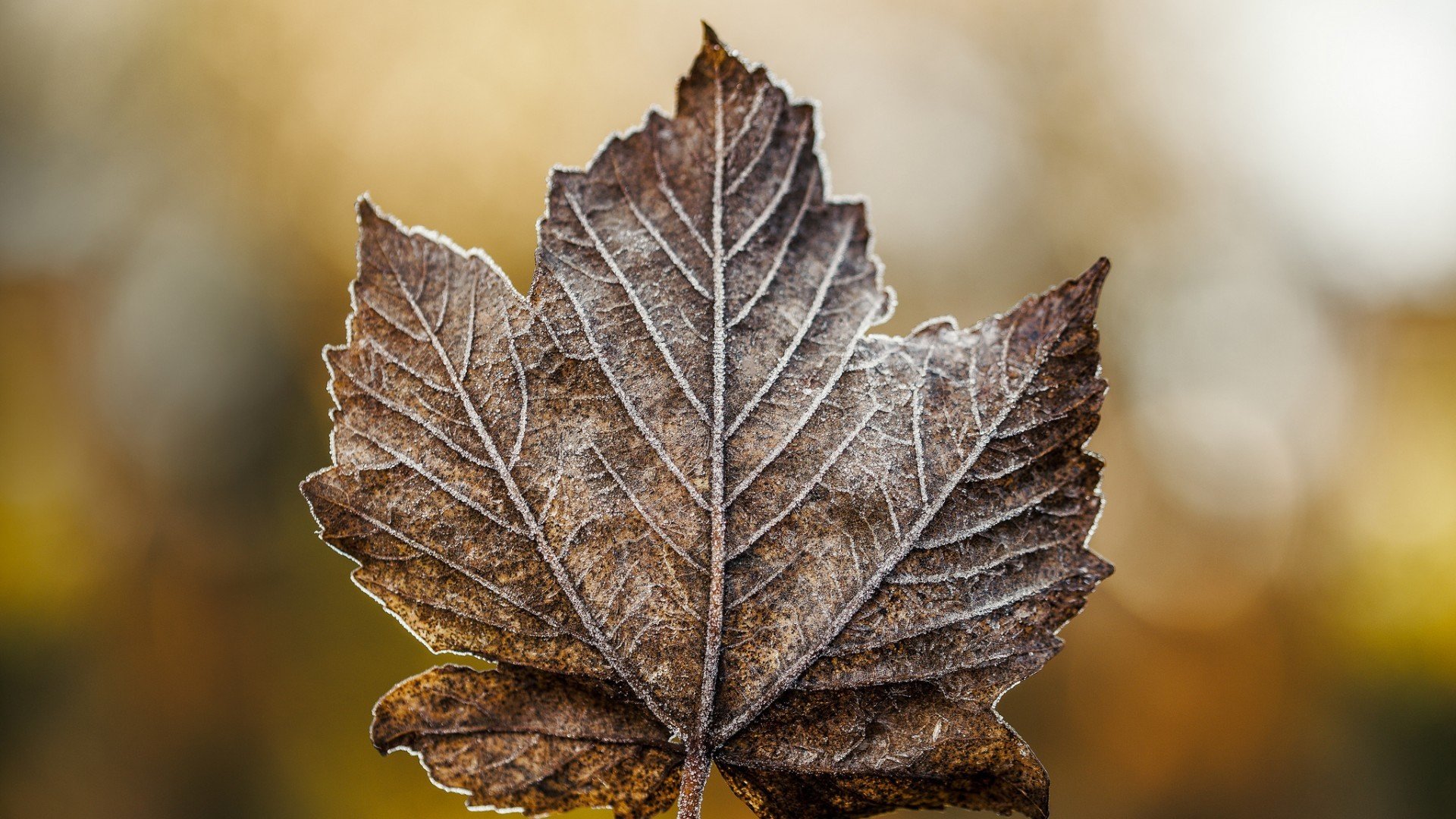 leaves, Fall Wallpaper