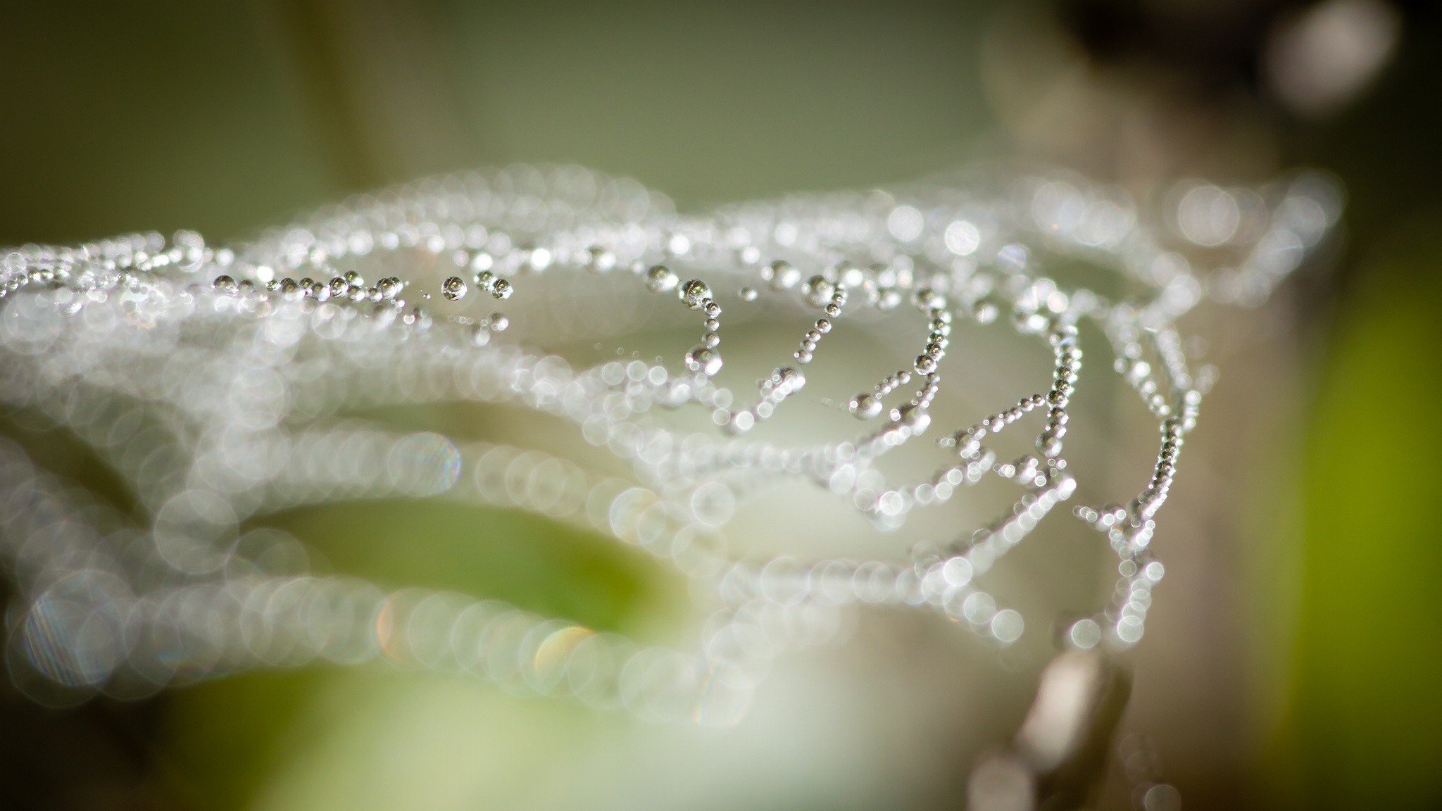 macro, Water drops Wallpaper