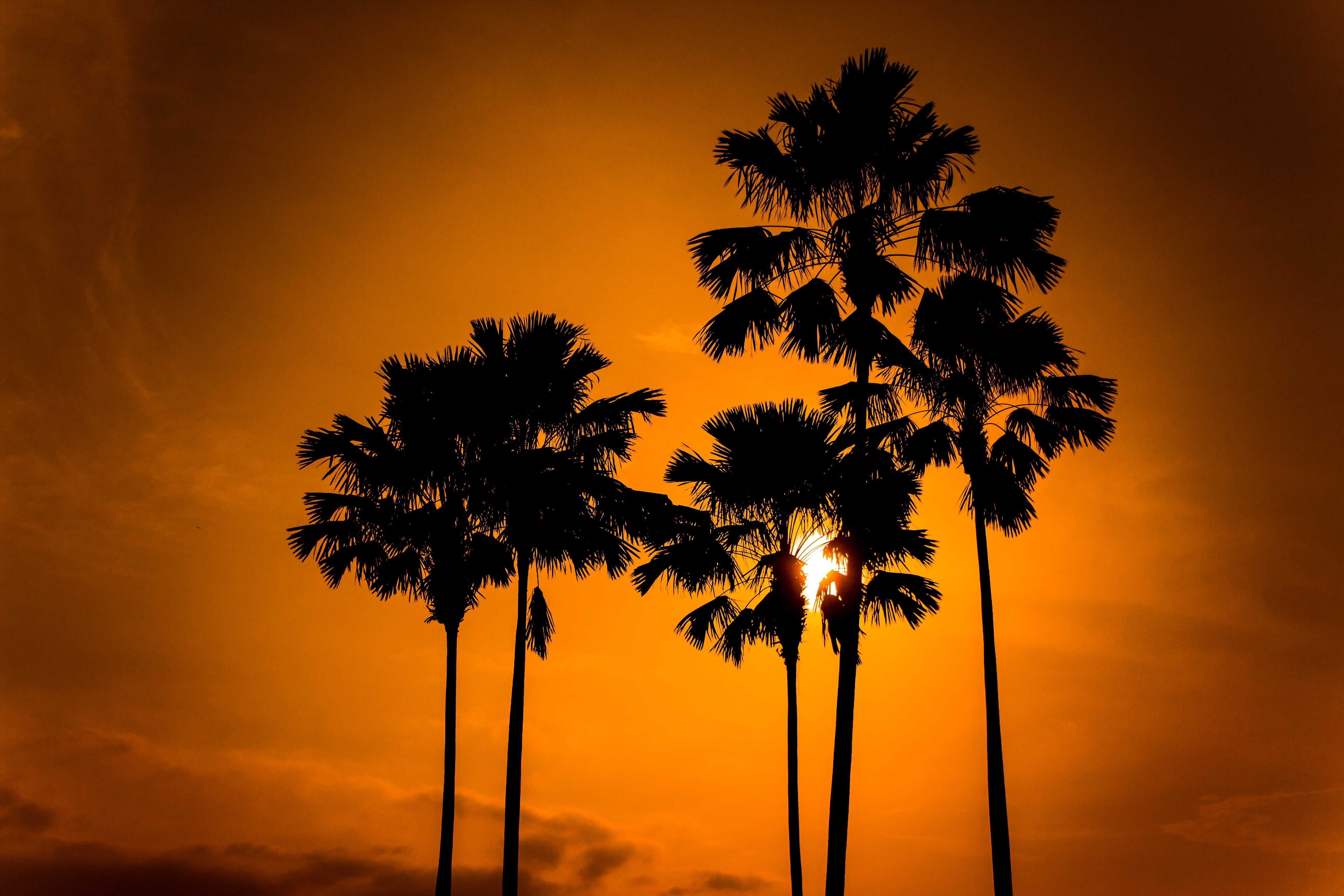 trees, Silhouette, Sun Wallpaper