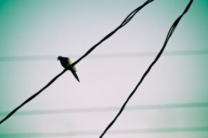 birds, Wire, Photography