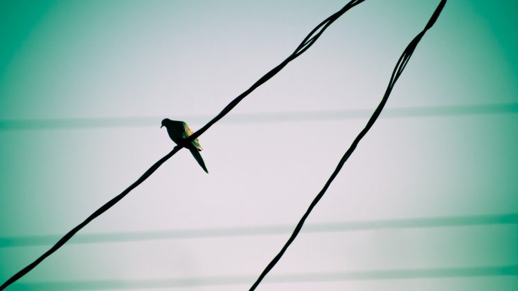 birds, Wire, Photography HD Wallpaper Desktop Background