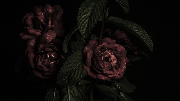 rose, Leaves HD Wallpaper Desktop Background