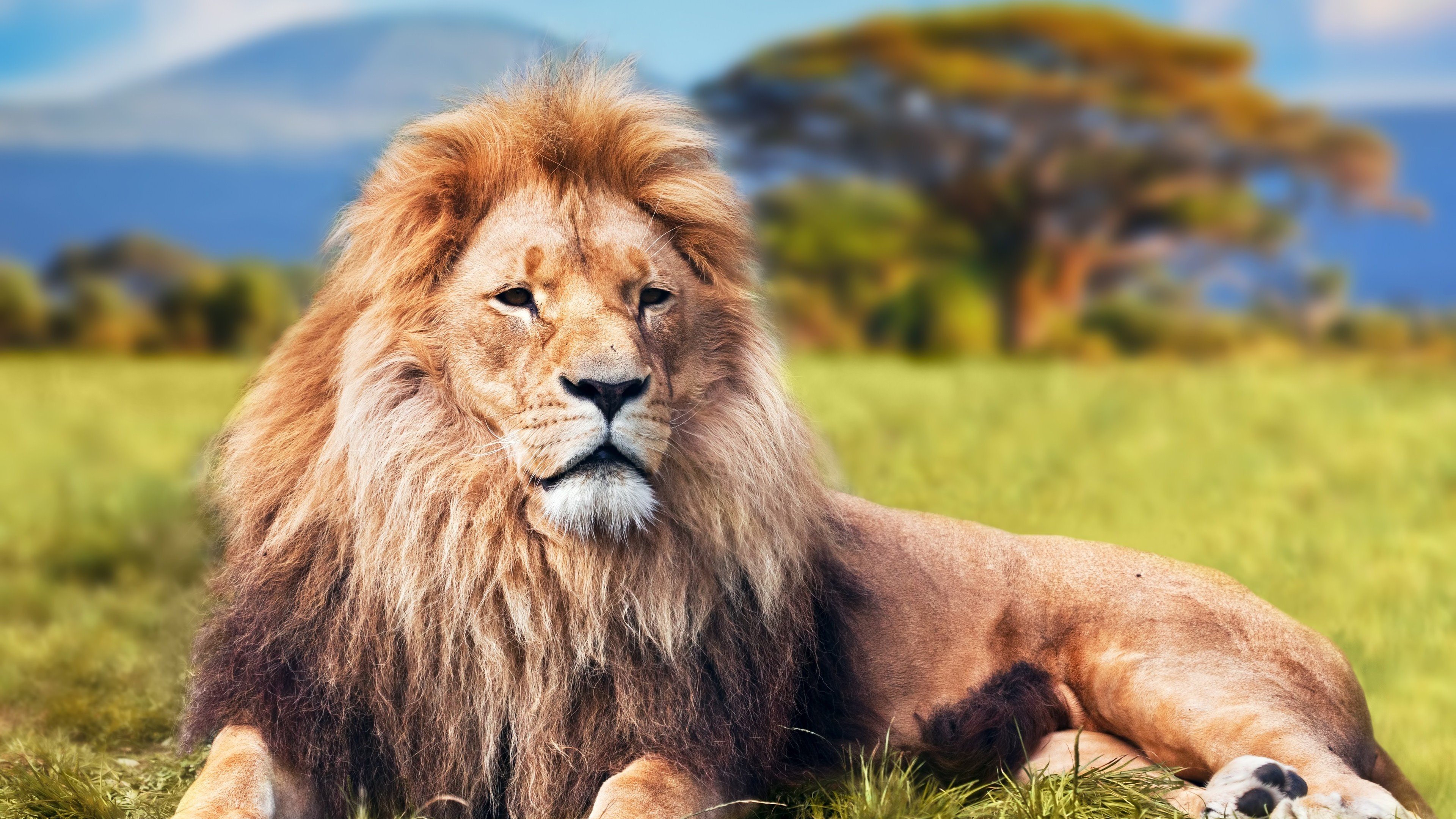 lion, Portrait Wallpaper