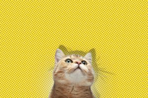 cat, Minimalism, Yellow