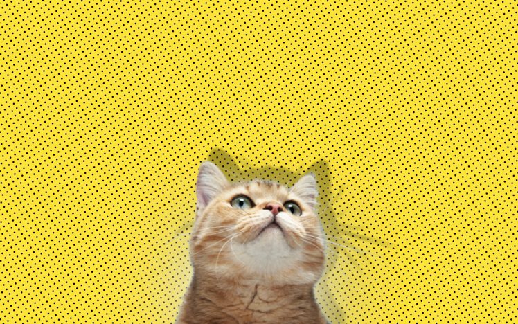 cat, Minimalism, Yellow HD Wallpaper Desktop Background