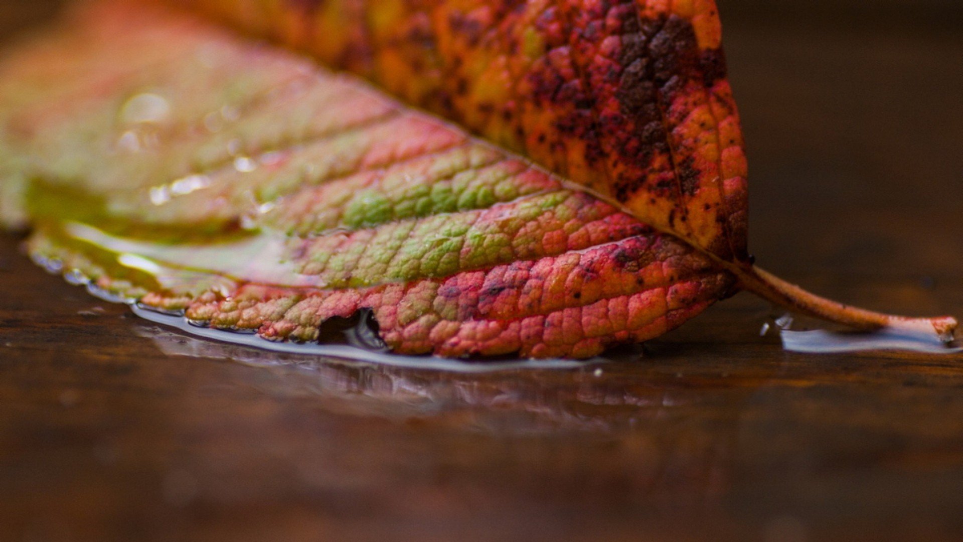 leaves, Water Wallpaper