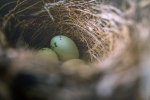 macro, Nests, Eggs