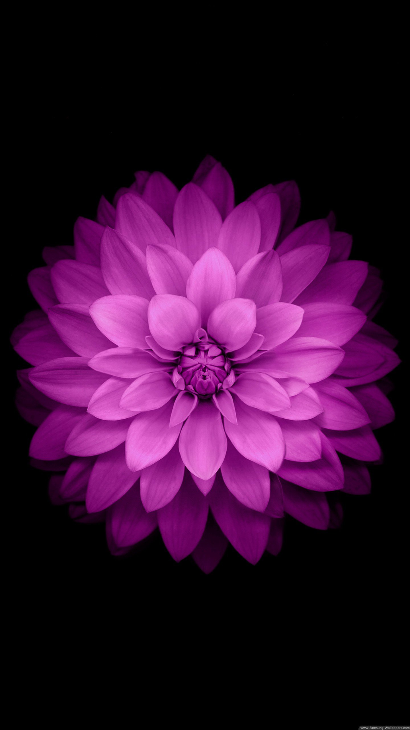 Purple flower, Black background Wallpapers HD / Desktop 