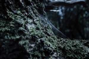 trees, Photography, Moss