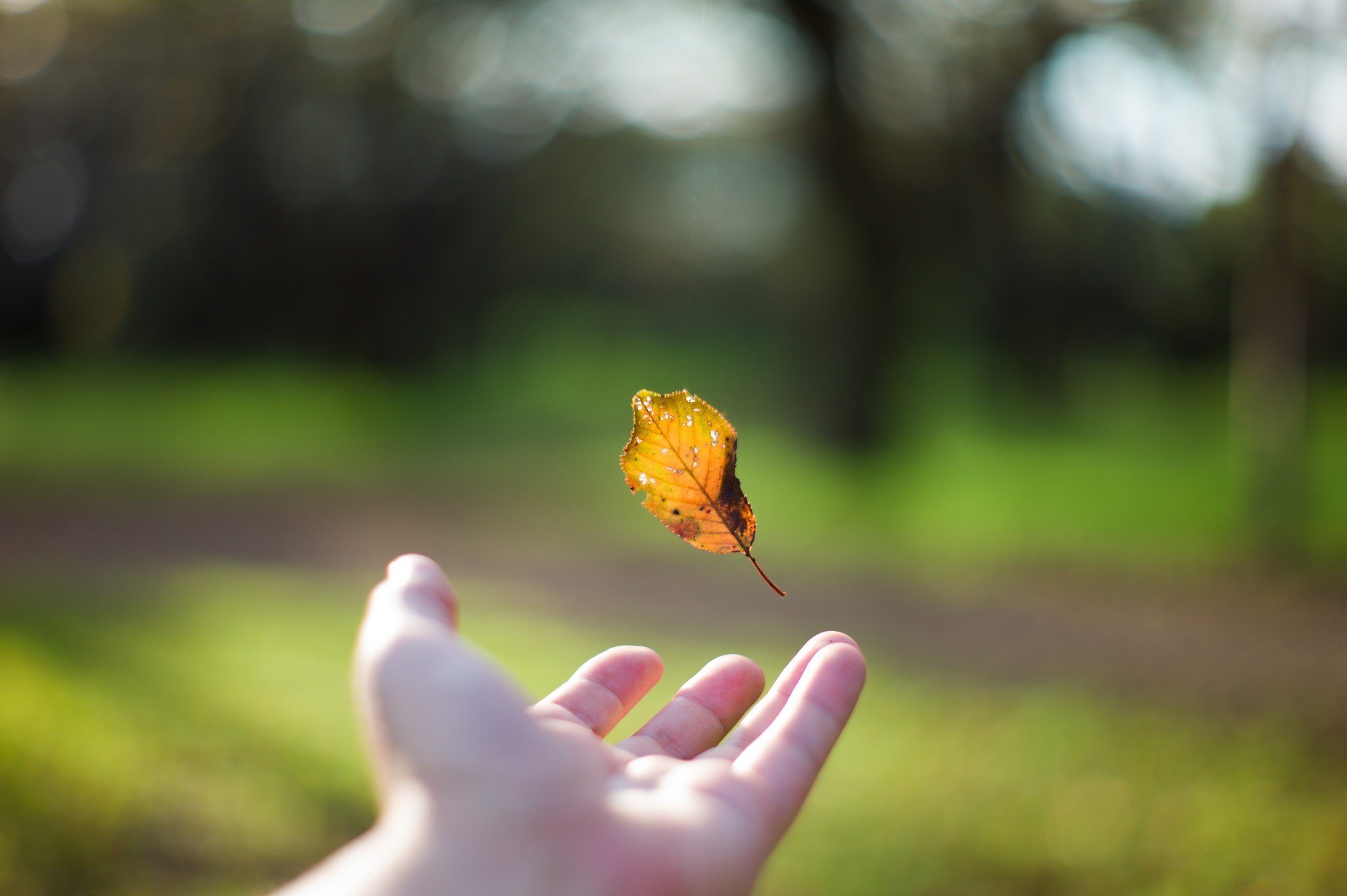 hands, Depth of field, Leaves, Blurred Wallpaper