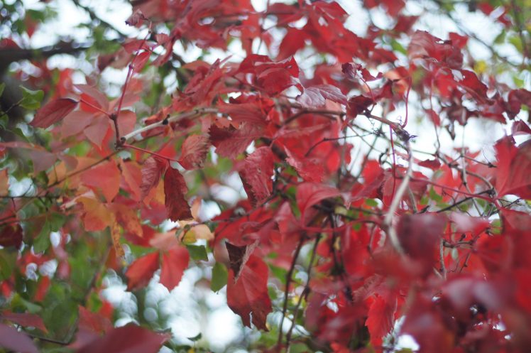 red, Leaves, Fall HD Wallpaper Desktop Background