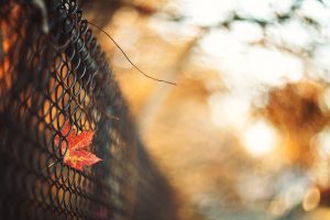 fence, Fall, Leaves