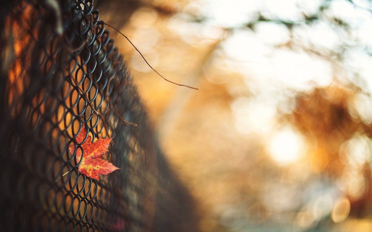 fence, Fall, Leaves HD Wallpaper Desktop Background
