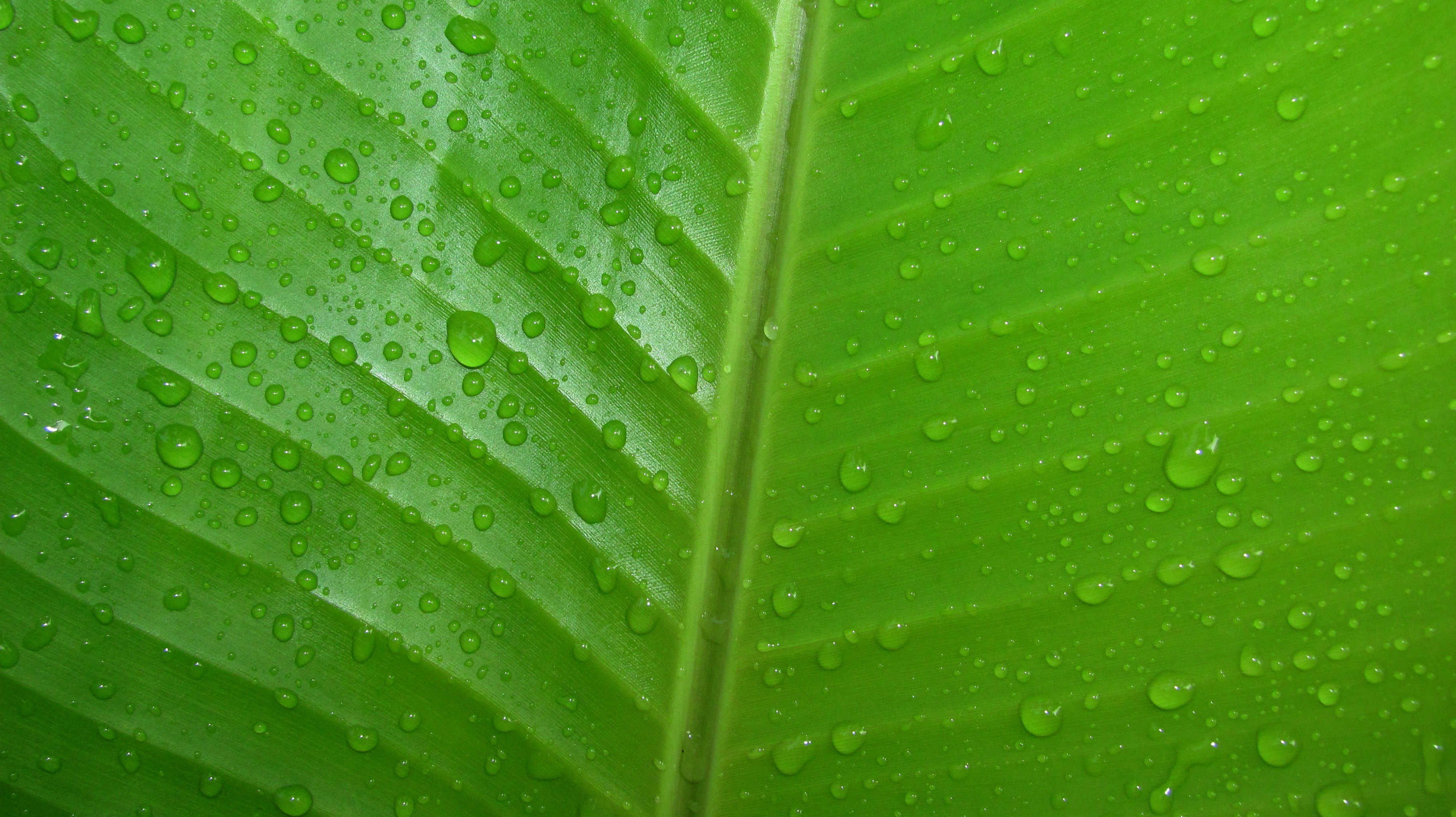 leaves, Green, Water Wallpaper