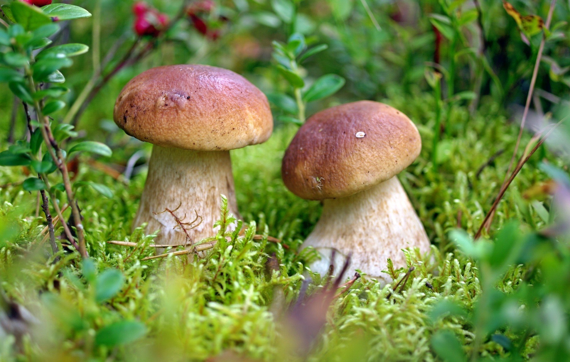 mushroom, Macro, Moss Wallpaper