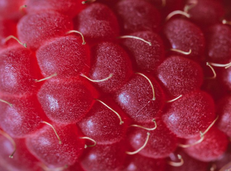 raspberries, Macro HD Wallpaper Desktop Background