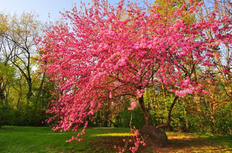 trees, Blossoms HD Wallpaper Desktop Background