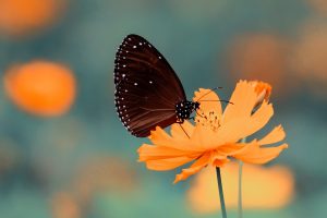 butterfly, Cosmos (flower), Depth of field