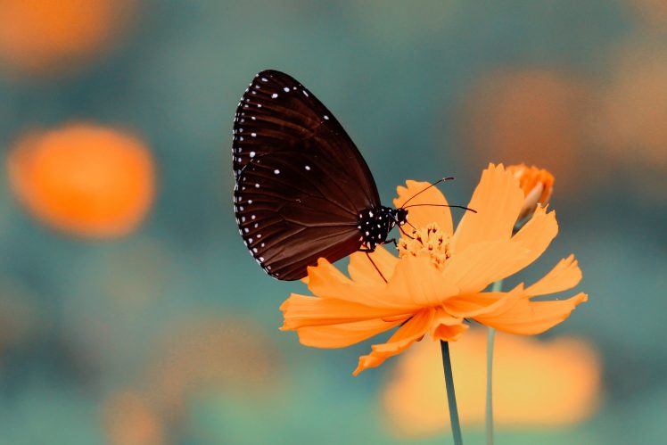 butterfly, Cosmos (flower), Depth of field HD Wallpaper Desktop Background