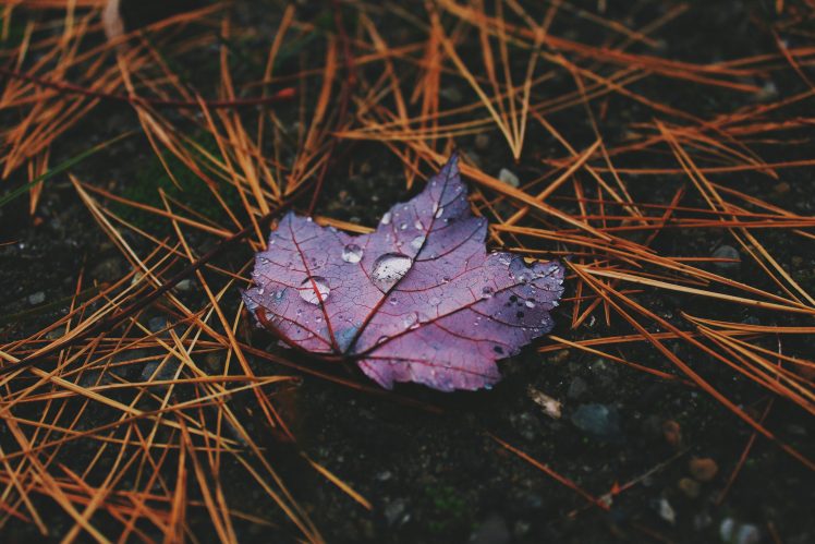 leaves, Closeup, Dew, Water drops HD Wallpaper Desktop Background