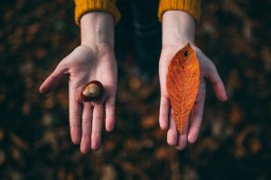 hands, Photography, Leaves, Nuts