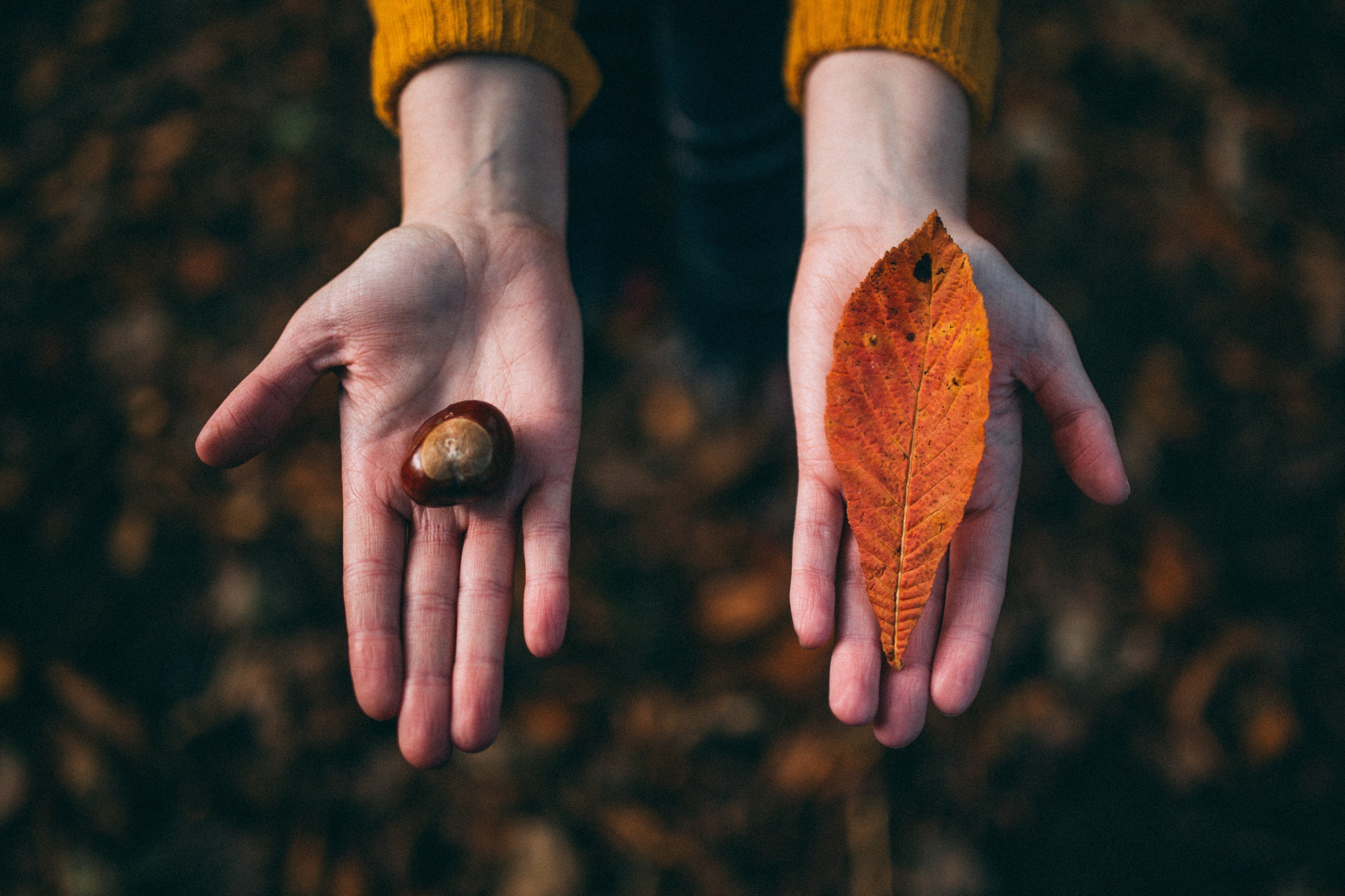 hands, Photography, Leaves, Nuts Wallpaper