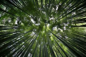 bamboo, Japan, Canon EOS 6D