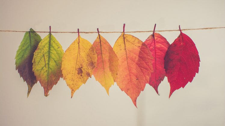 fall, Leaves HD Wallpaper Desktop Background