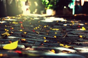 macro, Road, Leaves