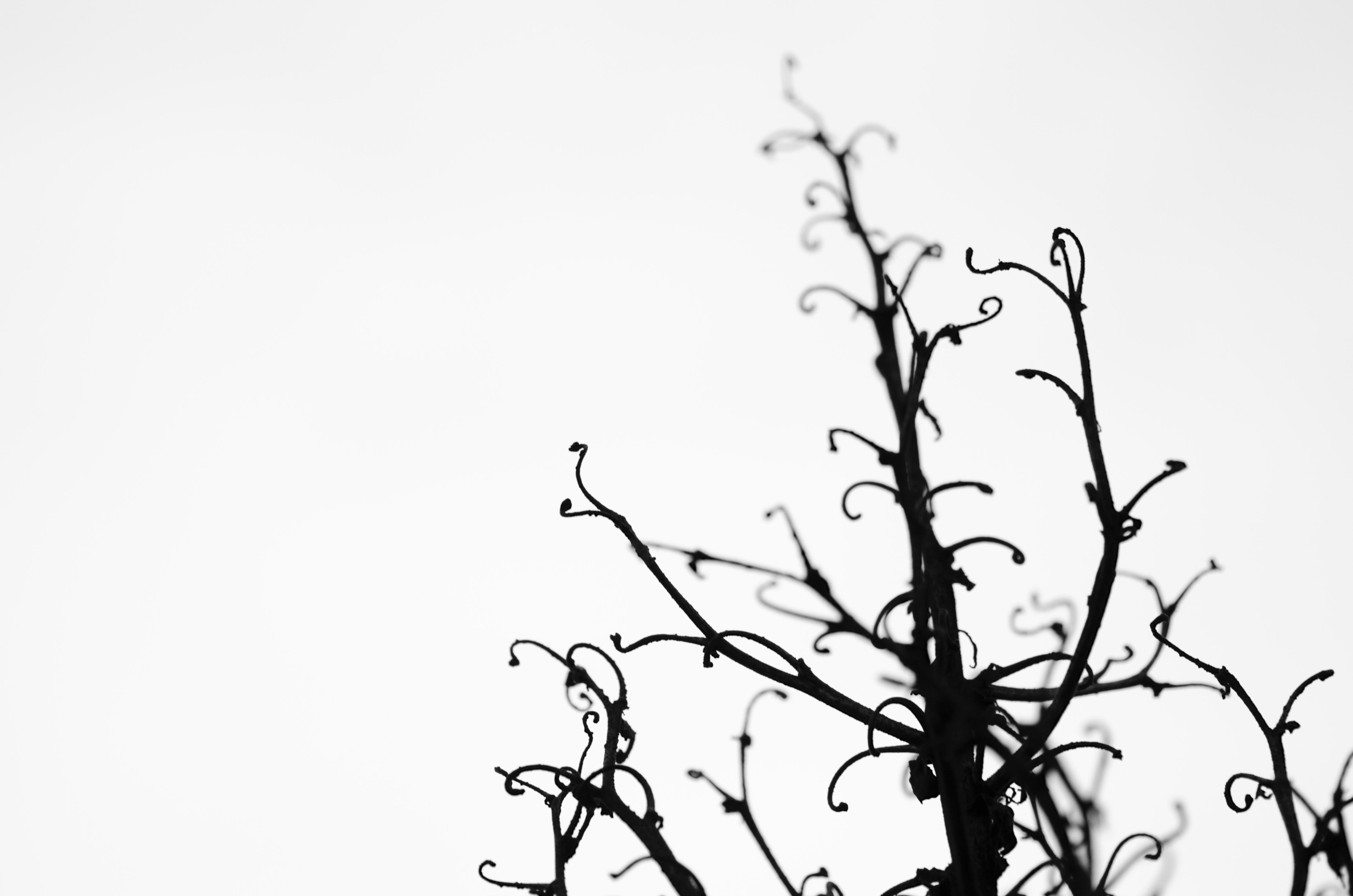 minimalism, Trees, Branch Wallpaper