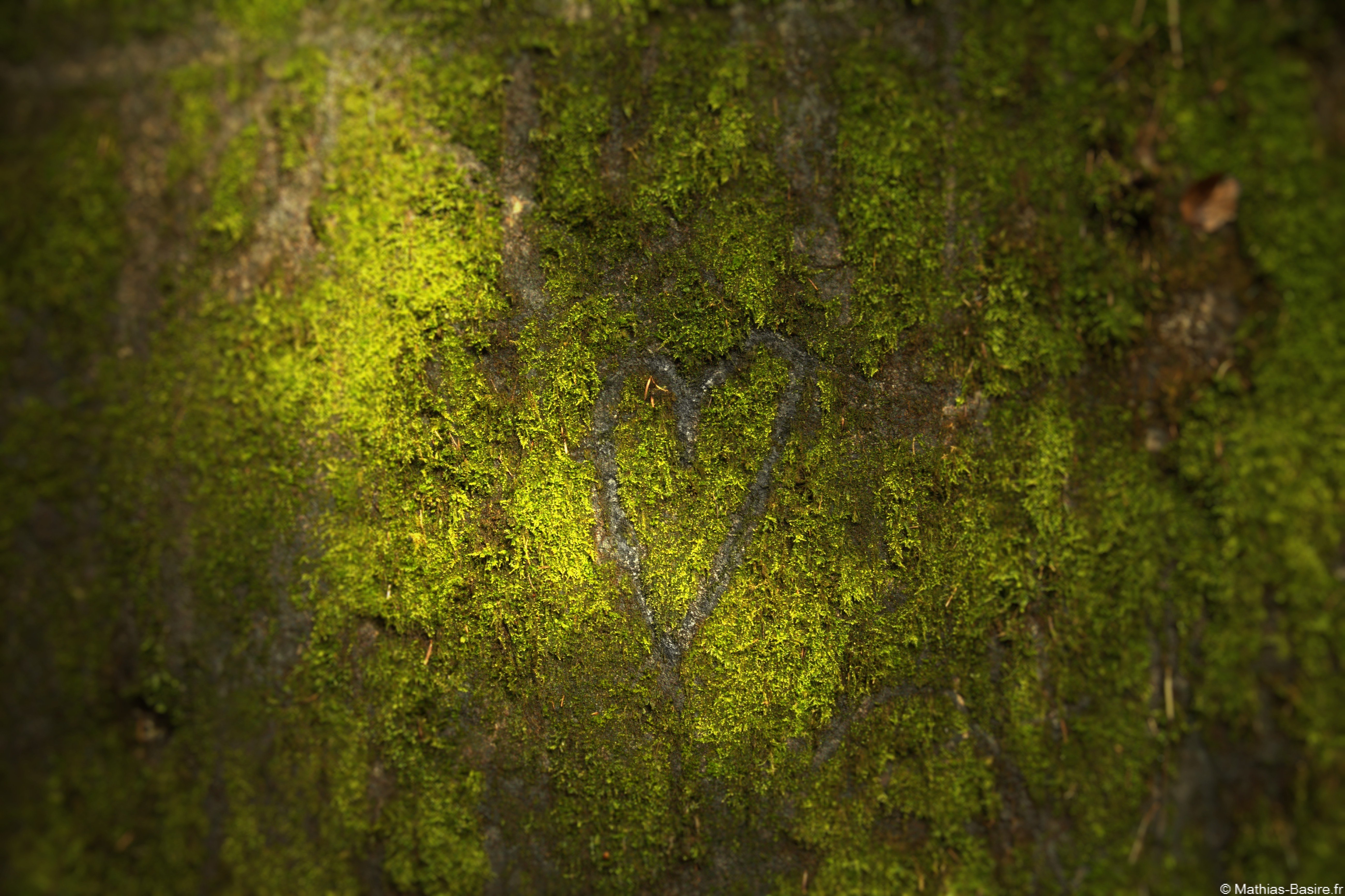 Vosges, Love, Nature, Macro Wallpaper