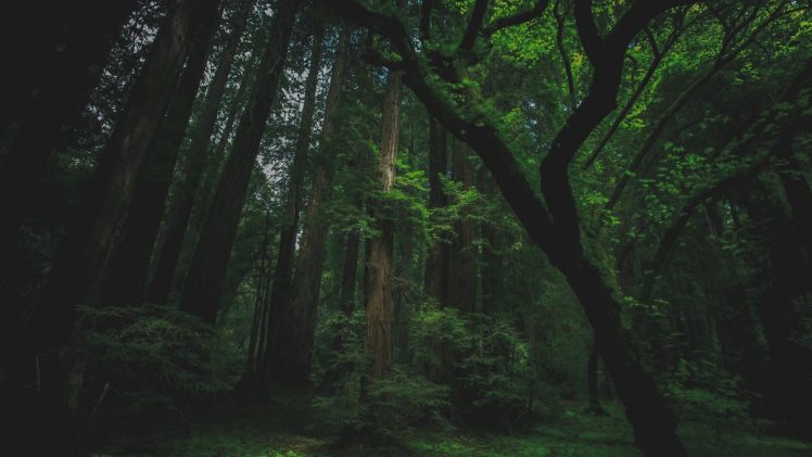 forest, Trees, Nature, Moss HD Wallpaper Desktop Background