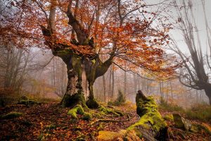 nature, Landscape, Trees, Forest, Moss, Mist, Fall, Leaves