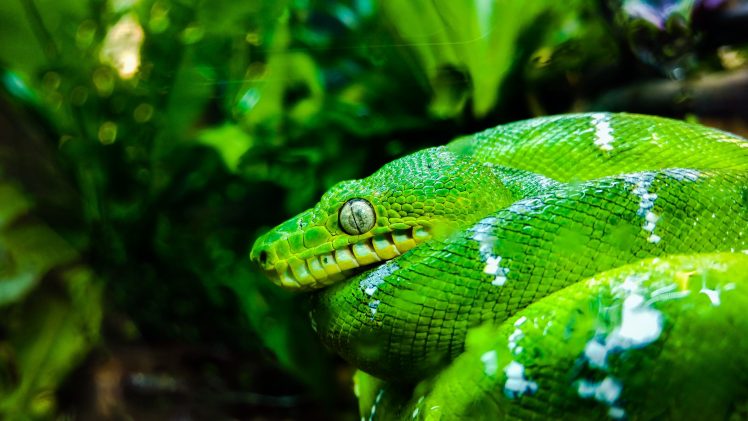 green, Snake, Animals, San Francisco HD Wallpaper Desktop Background