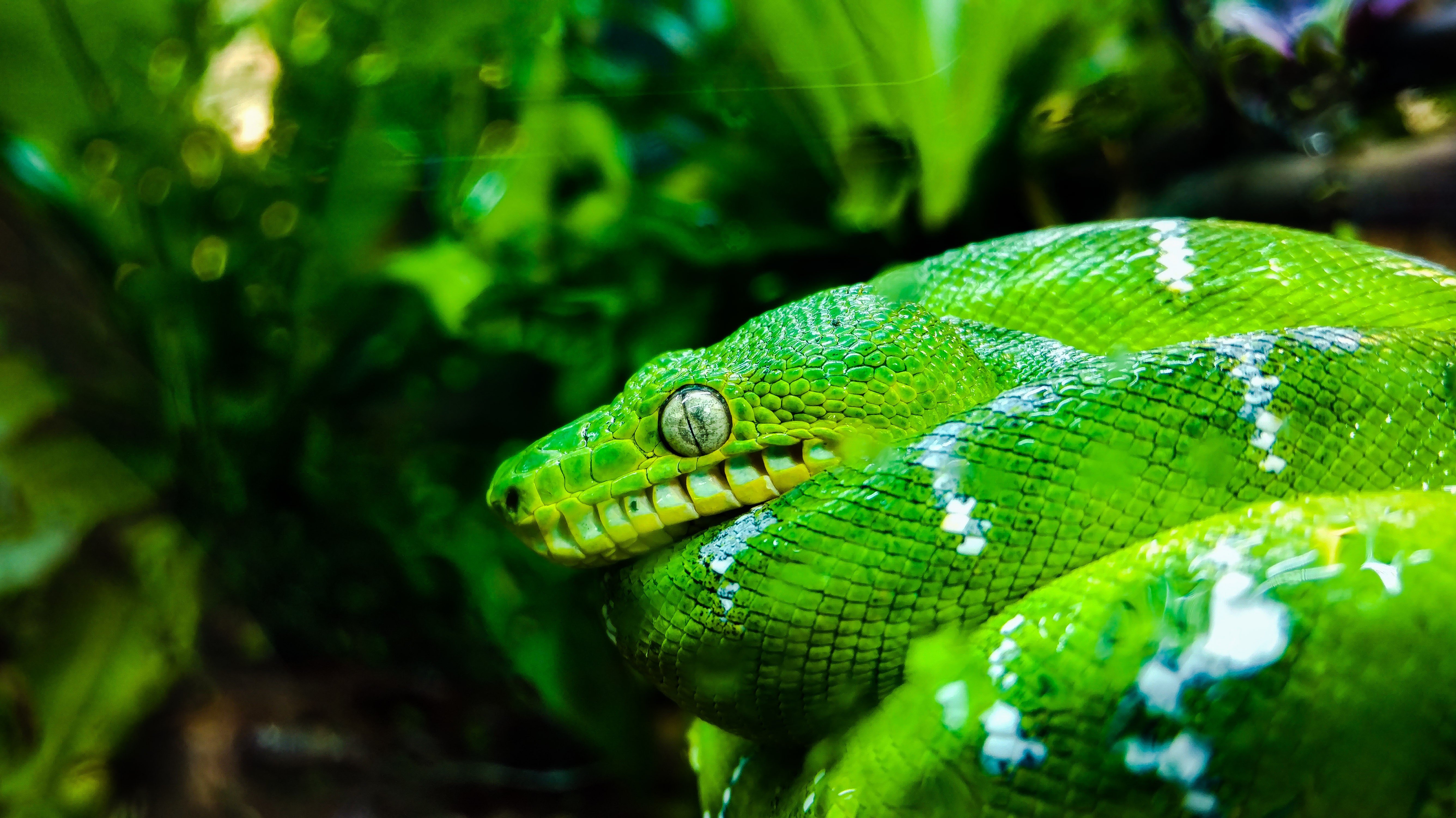 green, Snake, Animals, San Francisco Wallpapers HD ...