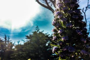 flowers, Purple, Green, Sun, Trees