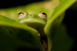 amphibian, Frog, Animals