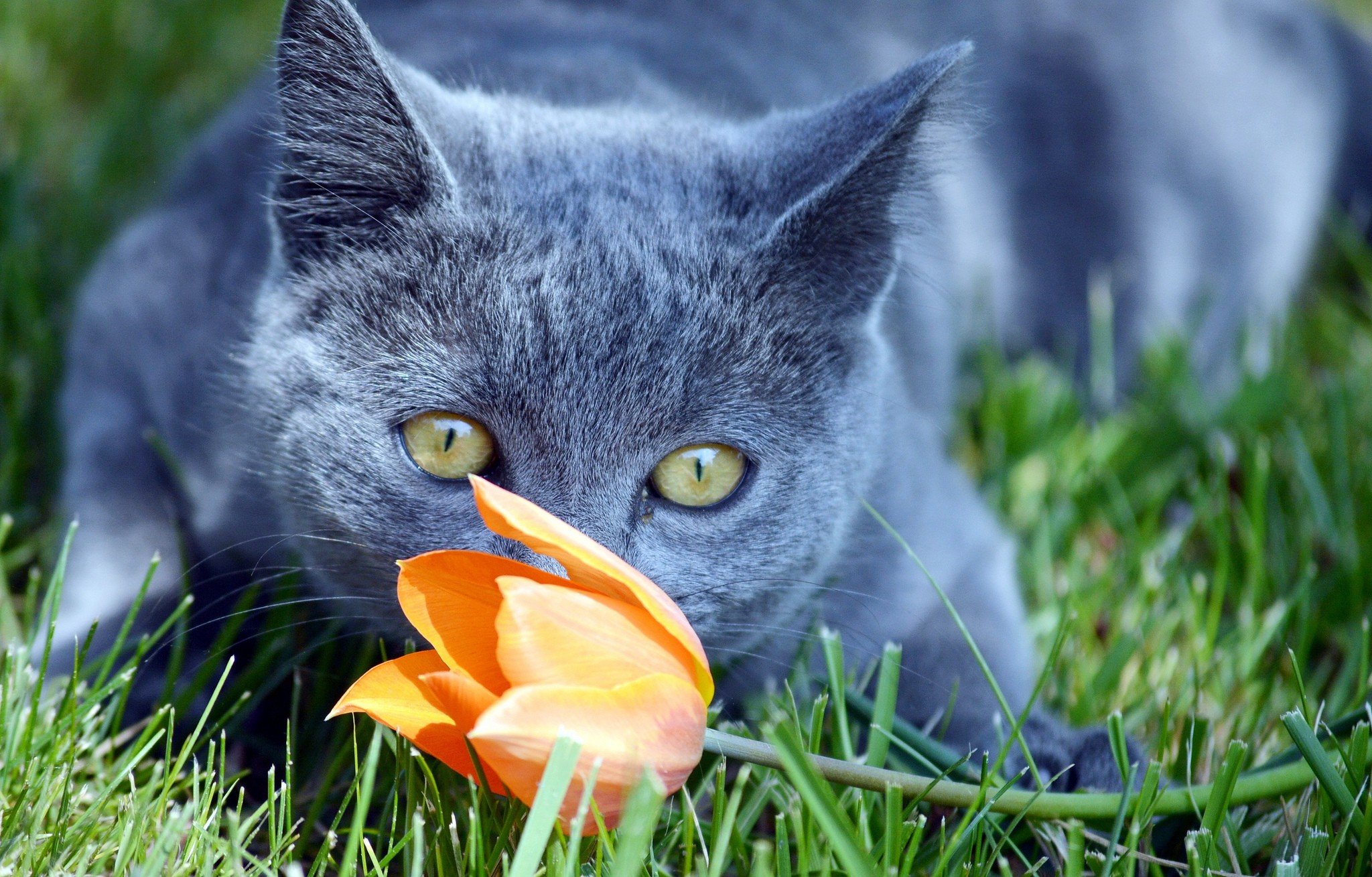 可愛いお花に囲まれた猫の壁紙 : 可愛い猫の壁紙画像集 - NAVER まとめ