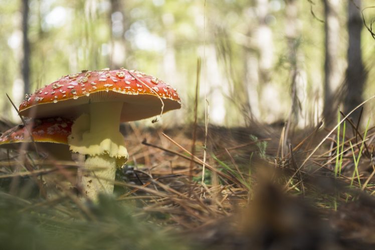 mushroom, Plants, Macro HD Wallpaper Desktop Background