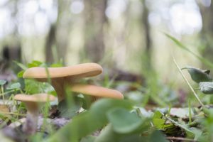 mushroom, Plants, Macro
