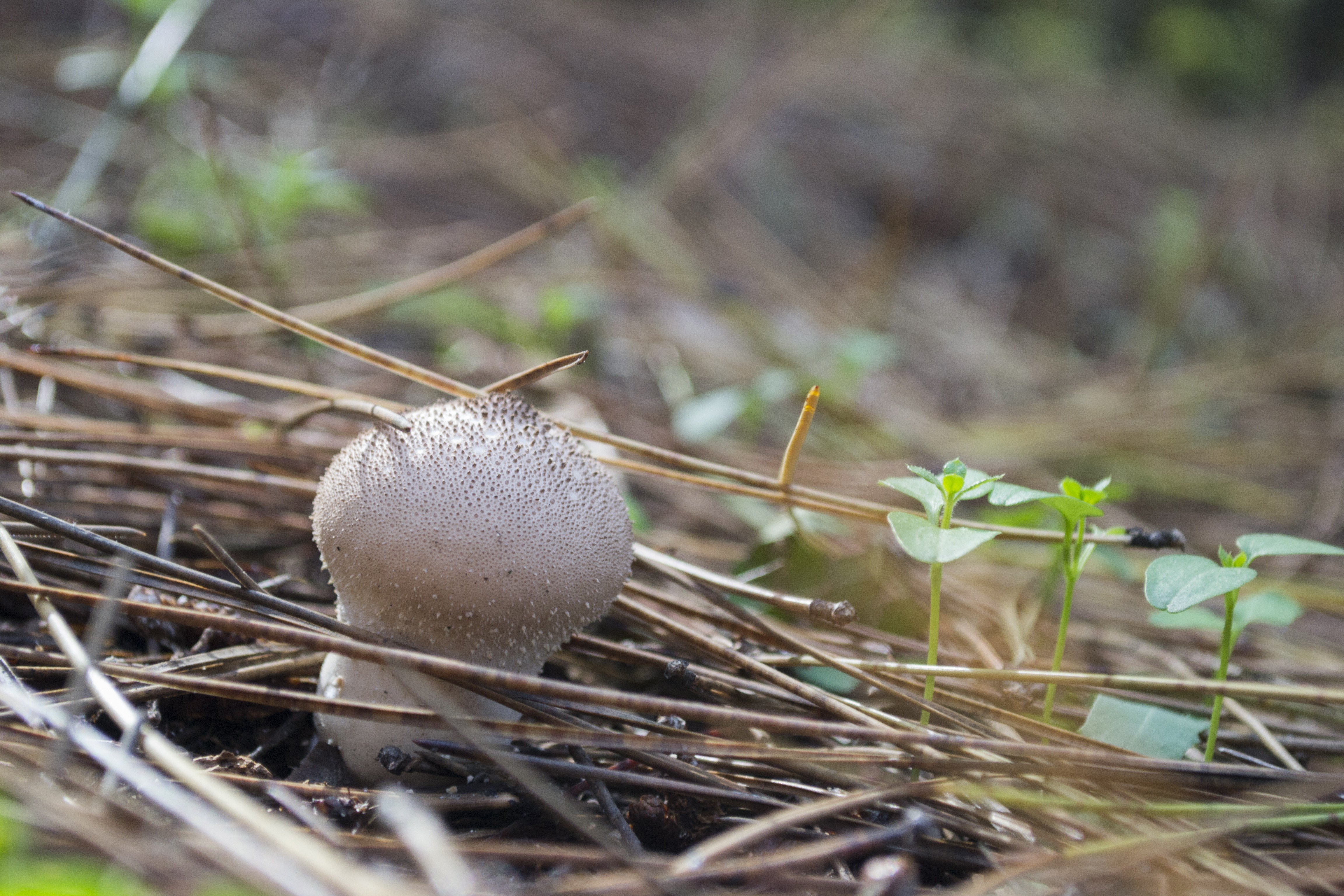 mushroom, Plants, Macro Wallpaper